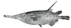 Macroramphosus scolopax_claves.jpg